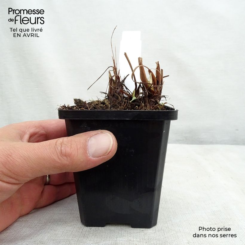 Iris ensata Variegata - Iris giapponese Vasetto da 8/9 cm esemplare consegnato in primavera