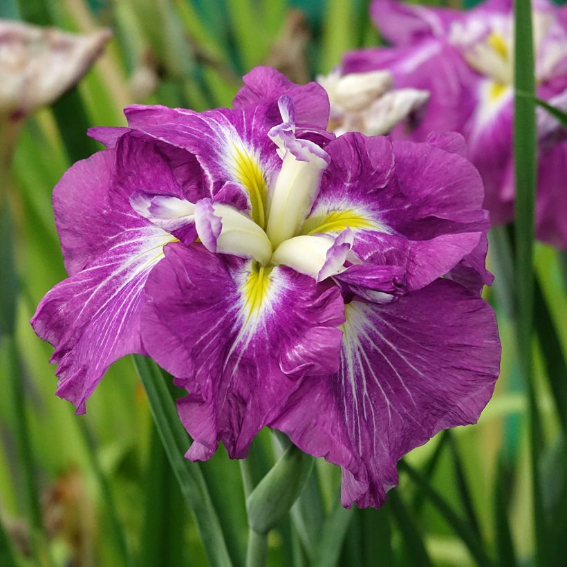 Iris ensata Dinner Plate Jell-O - Iris giapponese (Fioritura)