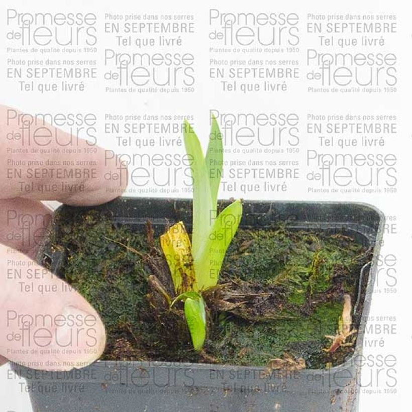 Esempio di esemplare Iris ensata Sensation - Iris giapponese Vasetto da 8/9 cm come consegnato