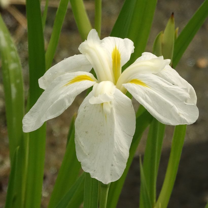 Iris ensata White Ladies - Iris giapponese (Fioritura)