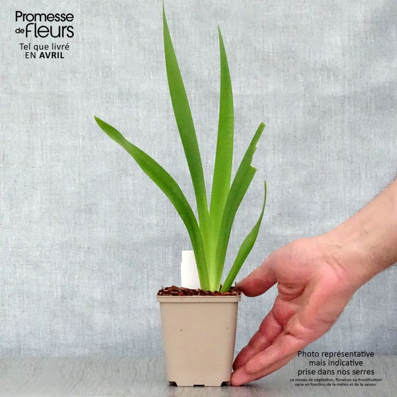 Example of Iris foetidissima - Giaggiolo puzzolente Vasetto da 8/9 cm as you get in printemps
