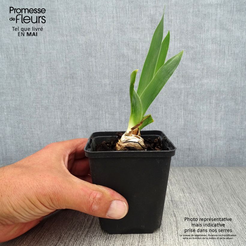 Iris germanica Abondante Floraison - Giaggiolo paonazzo Vasetto da 8/9 cm esemplare consegnato in primavera