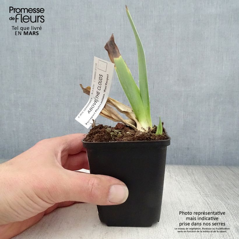 Example of Iris germanica Above The Clouds - Giaggiolo paonazzo Vasetto da 8/9 cm as you get in printemps