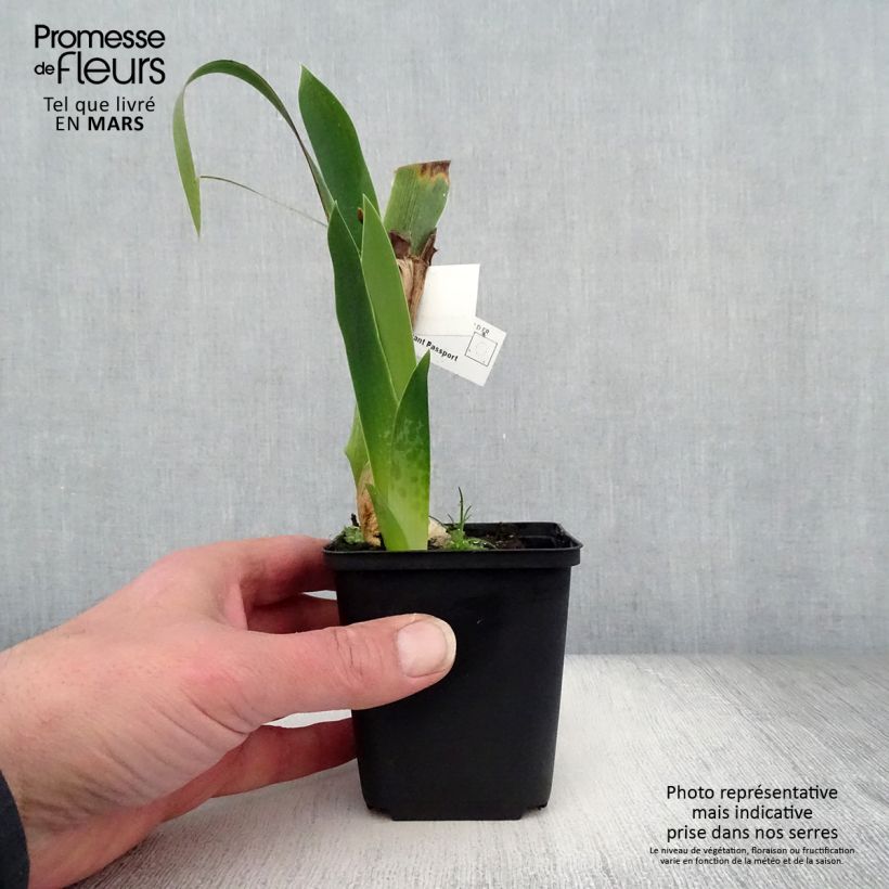 Iris germanica Above The Rim - Giaggiolo paonazzo Vasetto da 8/9 cm esemplare consegnato in primavera