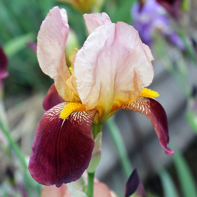 Iris germanica Agrippa - Giaggiolo paonazzo (Fioritura)