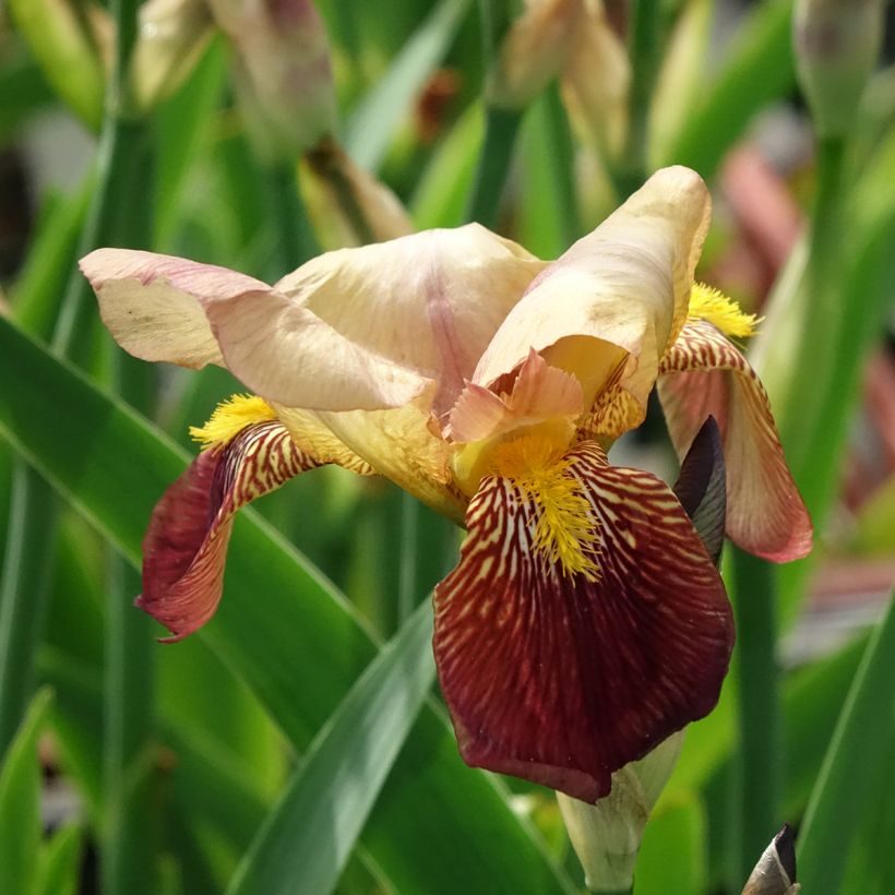Iris germanica Agrippa - Giaggiolo paonazzo (Fioritura)