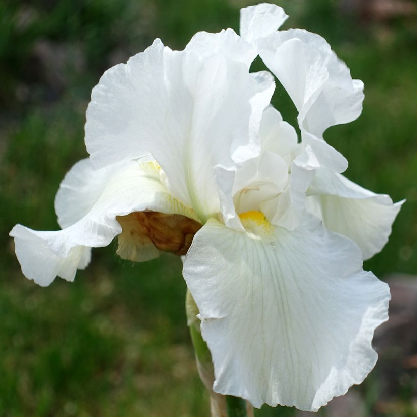 Iris germanica America's Cup - Giaggiolo paonazzo (Fioritura)