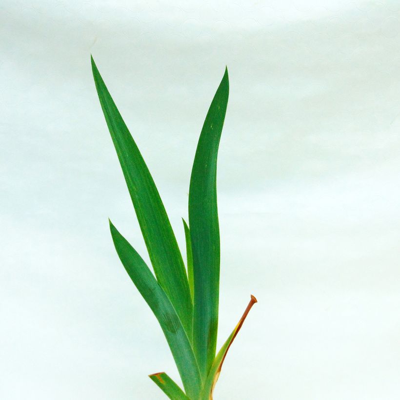 Iris germanica Amethyst Dancer - Giaggiolo paonazzo (Foliage)