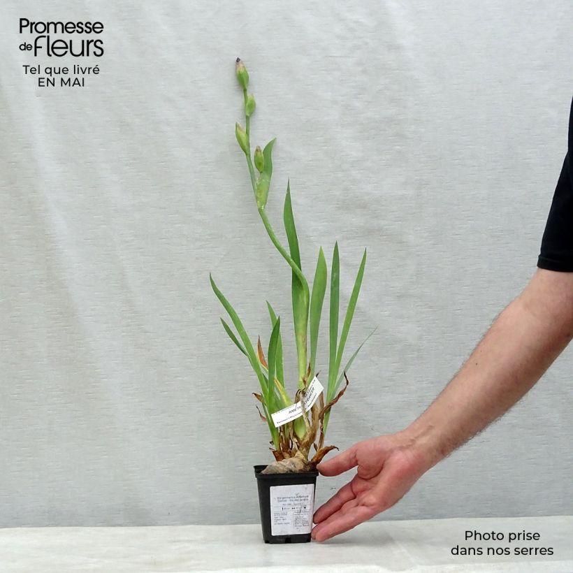 Example of Iris germanica Amethyst Dancer - Giaggiolo paonazzo Vasetto da 8/9 cm as you get in printemps