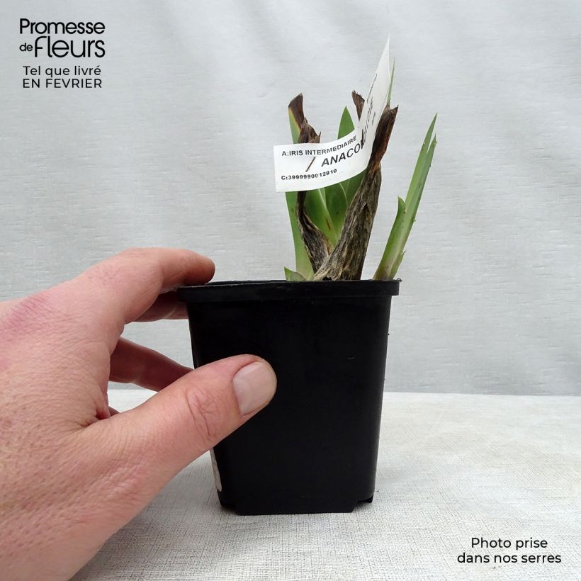 Example of Iris germanica Anaconda Love - Giaggiolo paonazzo Vasetto da 8/9 cm as you get in hiver