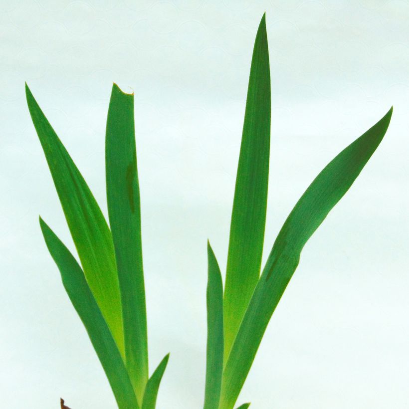 Iris germanica Anything Goes - Giaggiolo paonazzo (Fogliame)