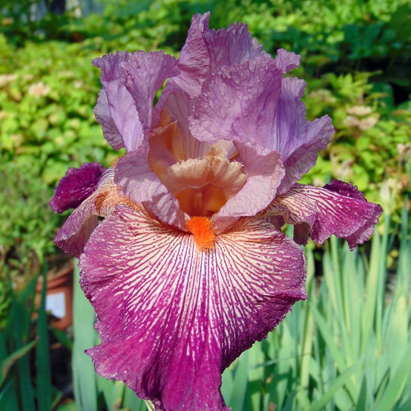 Iris germanica Anything Goes - Giaggiolo paonazzo (Fioritura)