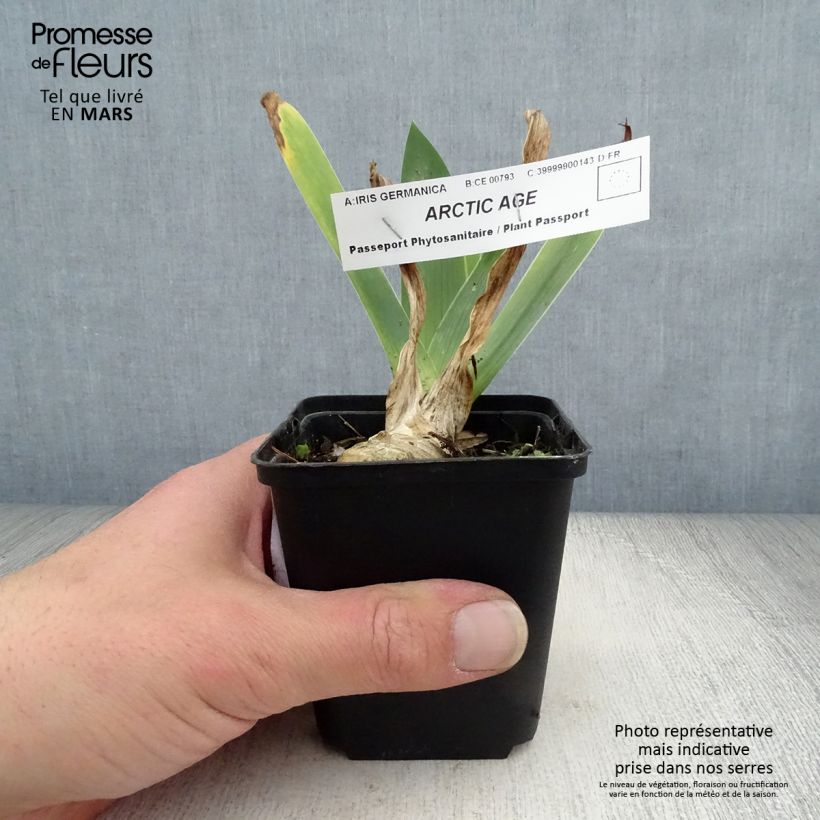 Iris germanica Arctic Age - Giaggiolo paonazzo Vasetto da 8/9 cm esemplare consegnato in primavera