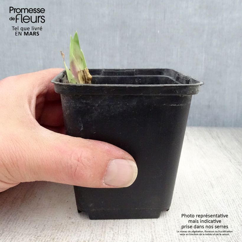 Example of Iris germanica Art Déco - Giaggiolo paonazzo Vasetto da 8/9 cm as you get in printemps