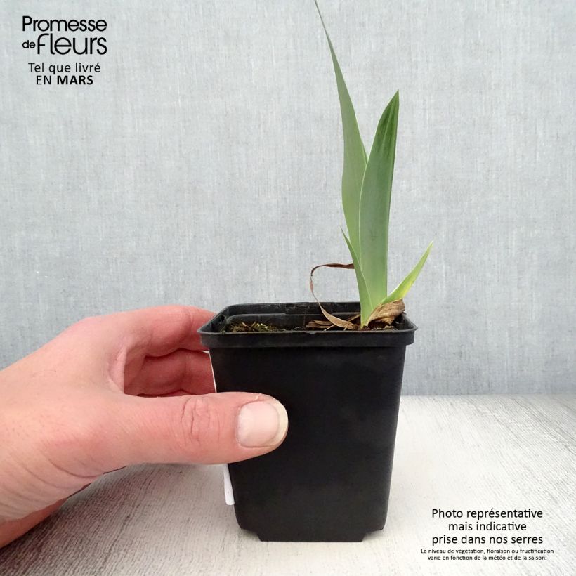 Iris germanica Autumn Circus - Giaggiolo paonazzo Vasetto da 8/9 cm esemplare consegnato in primavera