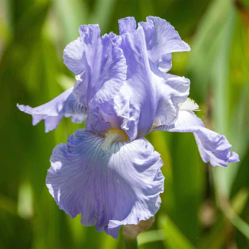 Iris germanica Babbling Brook - Giaggiolo paonazzo (Flowering)