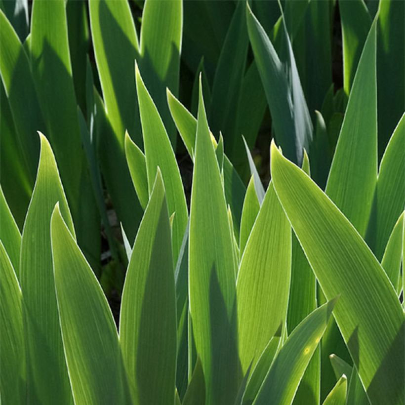 Iris germanica Ball of Confusion - Giaggiolo paonazzo (Fogliame)