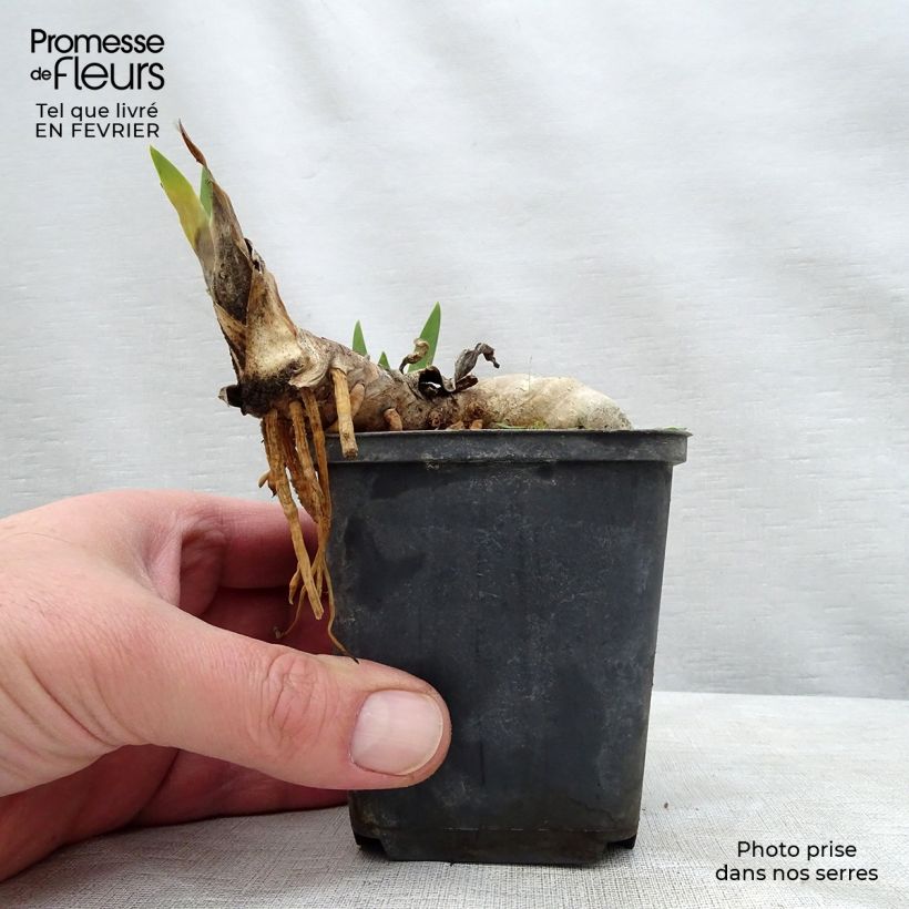 Iris germanica Ball of Confusion - Giaggiolo paonazzo Vasetto da 8/9 cm esemplare consegnato in inverno