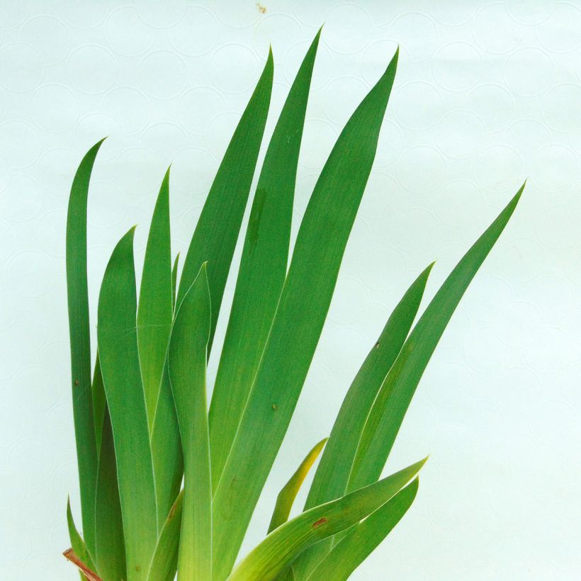 Iris germanica Batik - Giaggiolo paonazzo (Foliage)