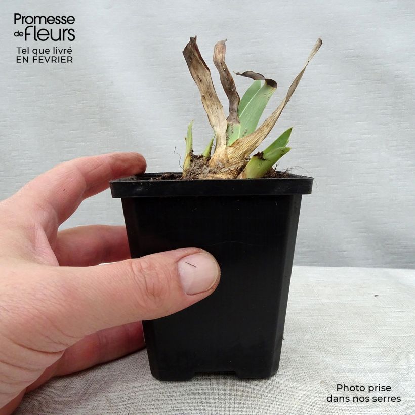 Example of Iris germanica Batik - Giaggiolo paonazzo Vasetto da 8/9 cm as you get in hiver