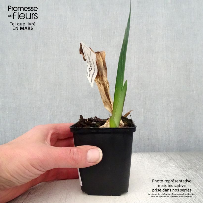 Example of Iris germanica Beauté De Sologne - Giaggiolo paonazzo Vasetto da 8/9 cm as you get in printemps