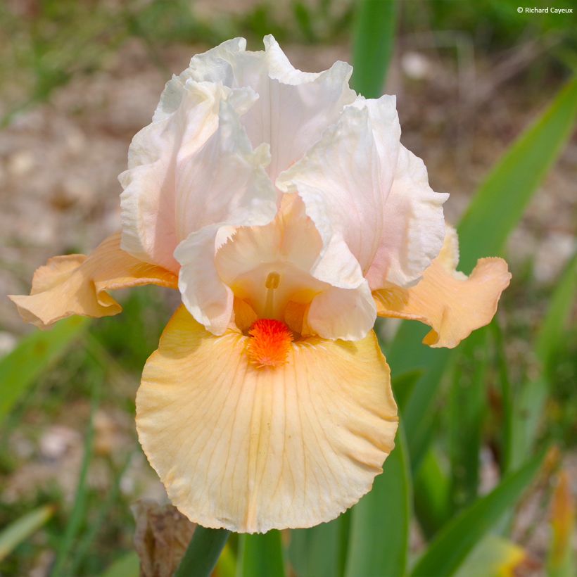 Iris germanica Bébé Rose - Giaggiolo paonazzo (Fioritura)
