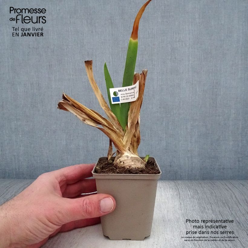 Example of Iris germanica Belle Surprise - Giaggiolo paonazzo Vasetto da 8/9 cm as you get in hiver