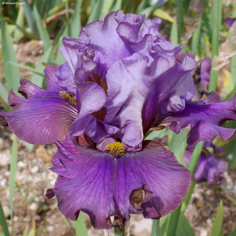 Iris germanica Belle Surprise - Giaggiolo paonazzo (Flowering)