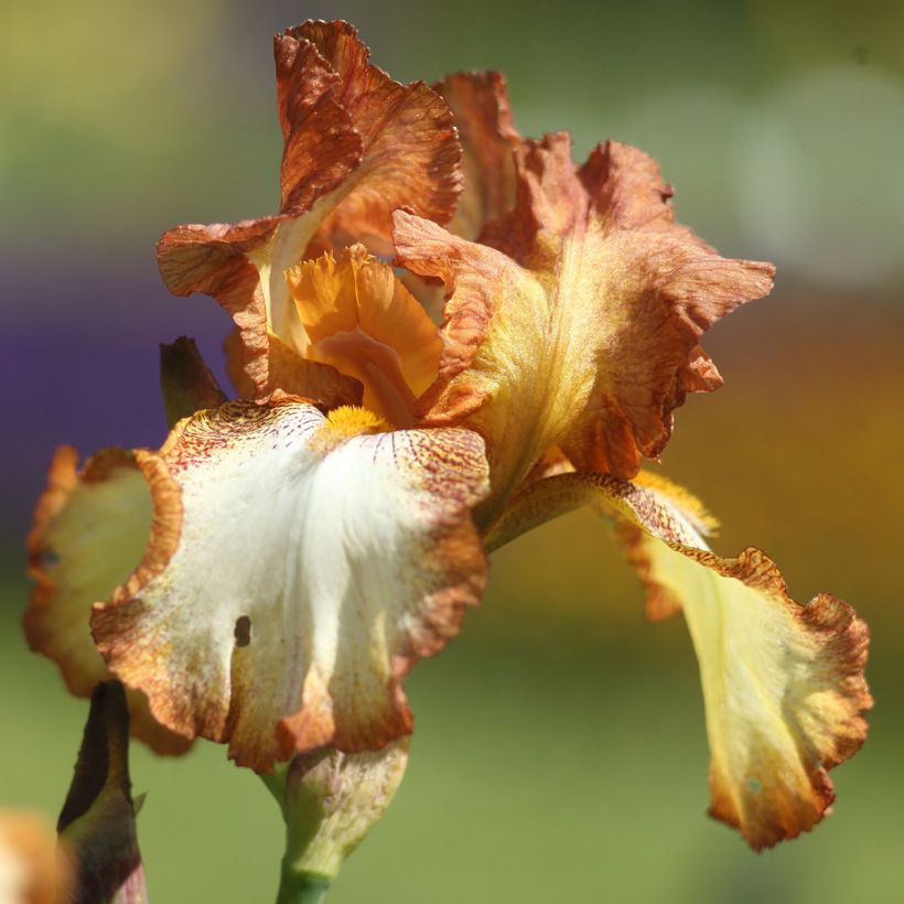 Iris germanica Belvi Queen - Giaggiolo paonazzo (Fioritura)