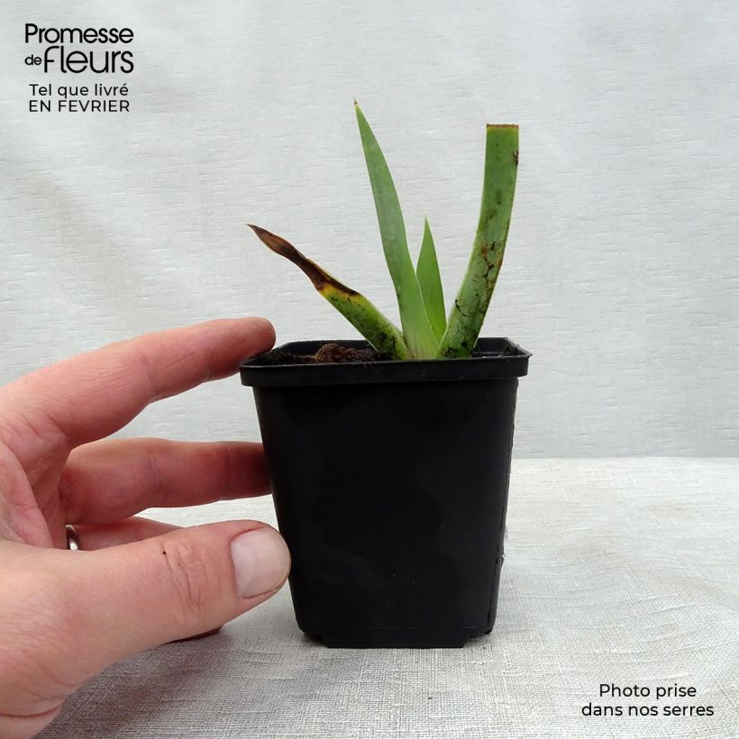 Example of Iris germanica Black Suited - Giaggiolo paonazzo Vasetto da 8/9 cm as you get in hiver