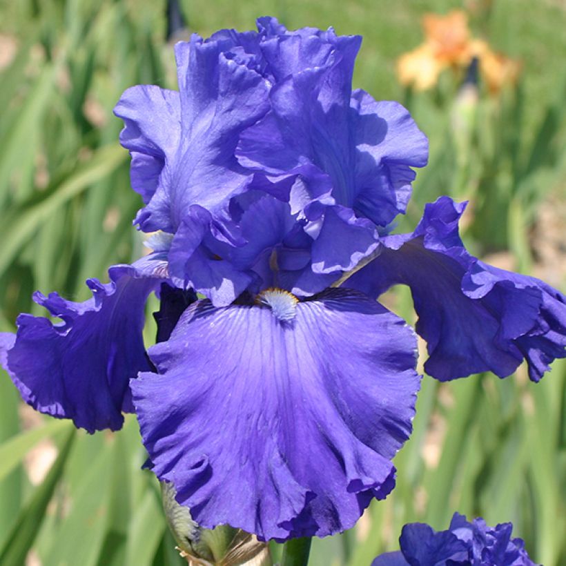 Iris germanica Blenheim Royal - Giaggiolo paonazzo (Flowering)