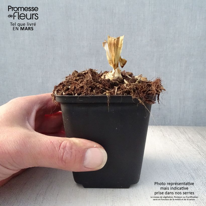 Example of Iris germanica Blenheim Royal - Giaggiolo paonazzo Vasetto da 8/9 cm as you get in printemps