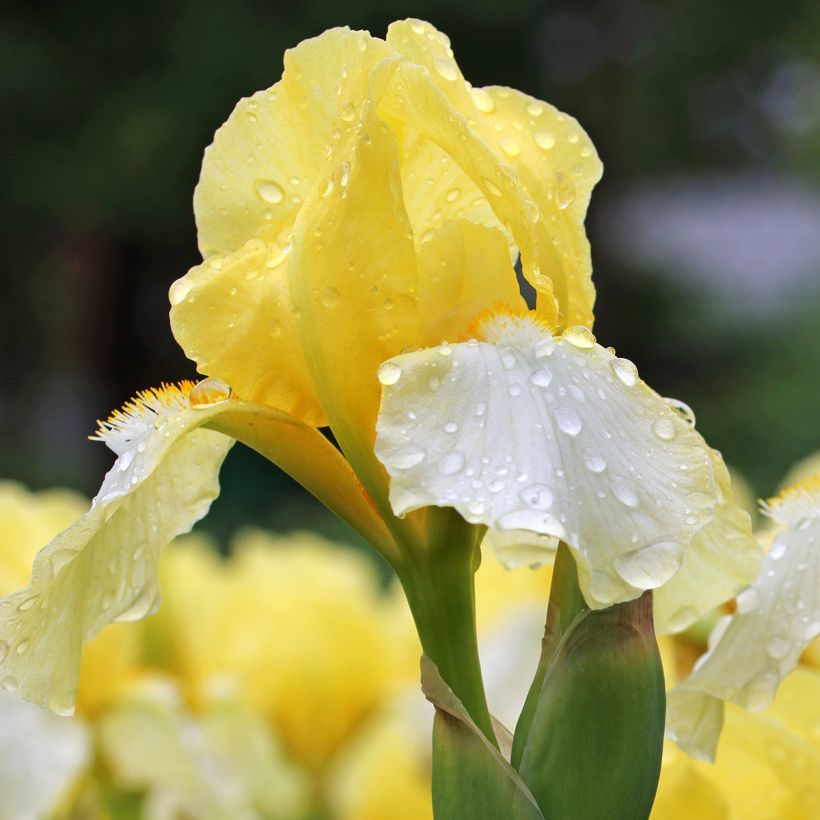 Iris germanica Blessed Again - Giaggiolo paonazzo (Fioritura)