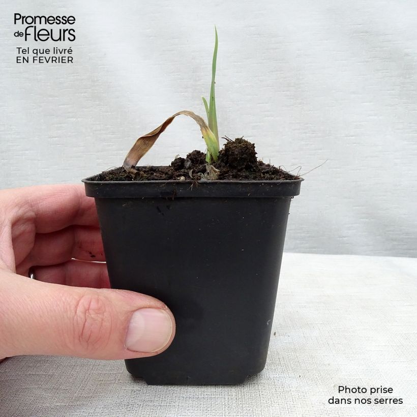 Example of Iris germanica Bleu de Gien - Giaggiolo paonazzo Rizoma, misura 10/15, qualità extra as you get in hiver