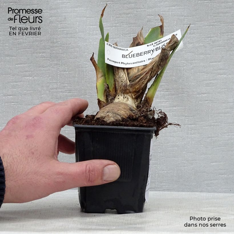 Example of Iris germanica Blueberry Bliss - Giaggiolo paonazzo Vasetto da 8/9 cm as you get in hiver