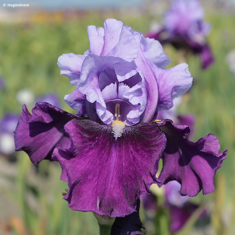 Iris germanica Bluebird Wine - Giaggiolo paonazzo (Fioritura)