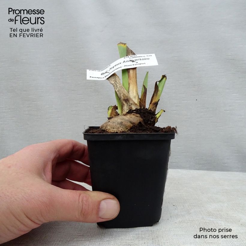 Example of Iris germanica Buc Joyeux Anniversaire - Giaggiolo paonazzo Vasetto da 8/9 cm as you get in hiver