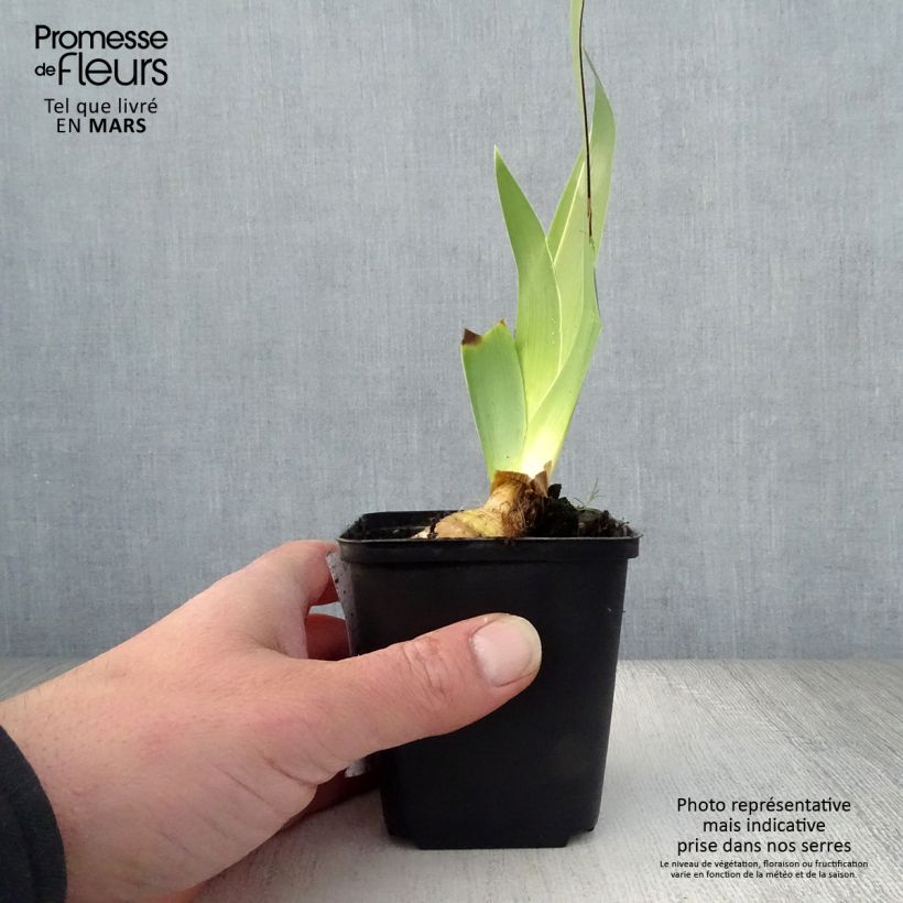 Example of Iris germanica Burst - Giaggiolo paonazzo Vasetto da 8/9 cm as you get in printemps