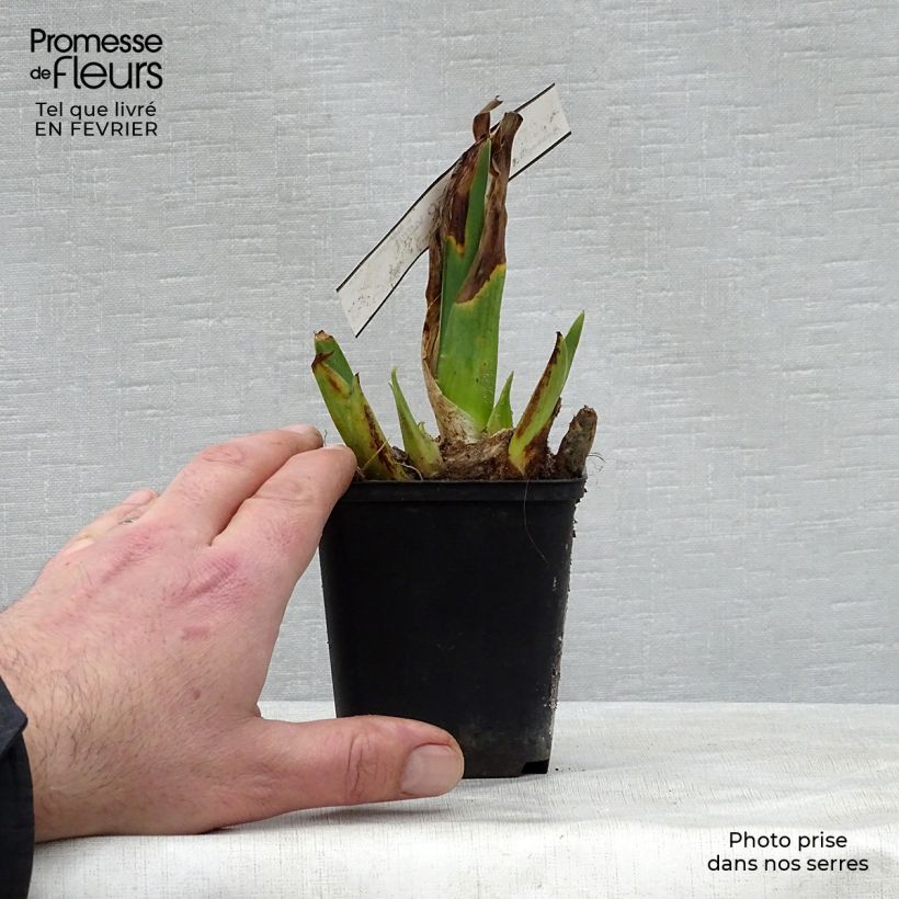 Iris germanica Cameo wine - Giaggiolo paonazzo Vasetto da 8/9 cm esemplare consegnato in inverno