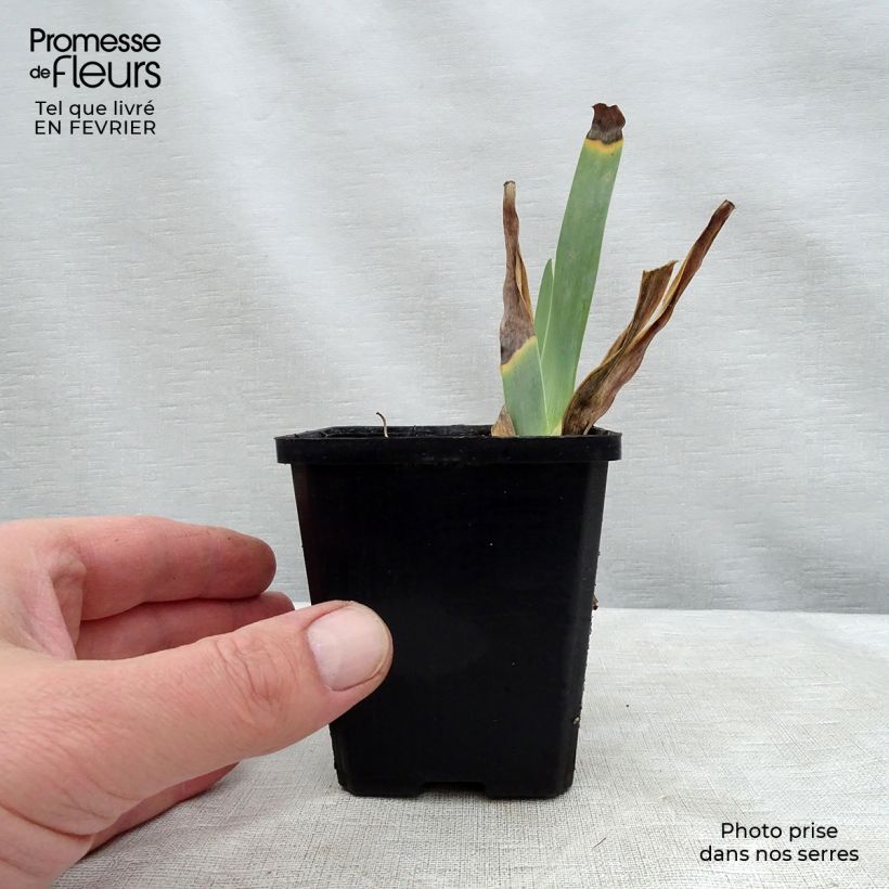 Iris germanica Caprice de Star - Giaggiolo paonazzo Vasetto da 8/9 cm esemplare consegnato in inverno