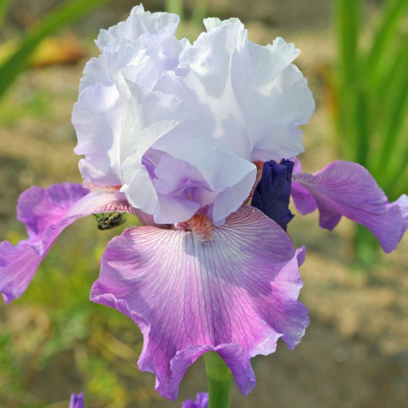 Iris germanica Carl and Sissy - Giaggiolo paonazzo (Flowering)