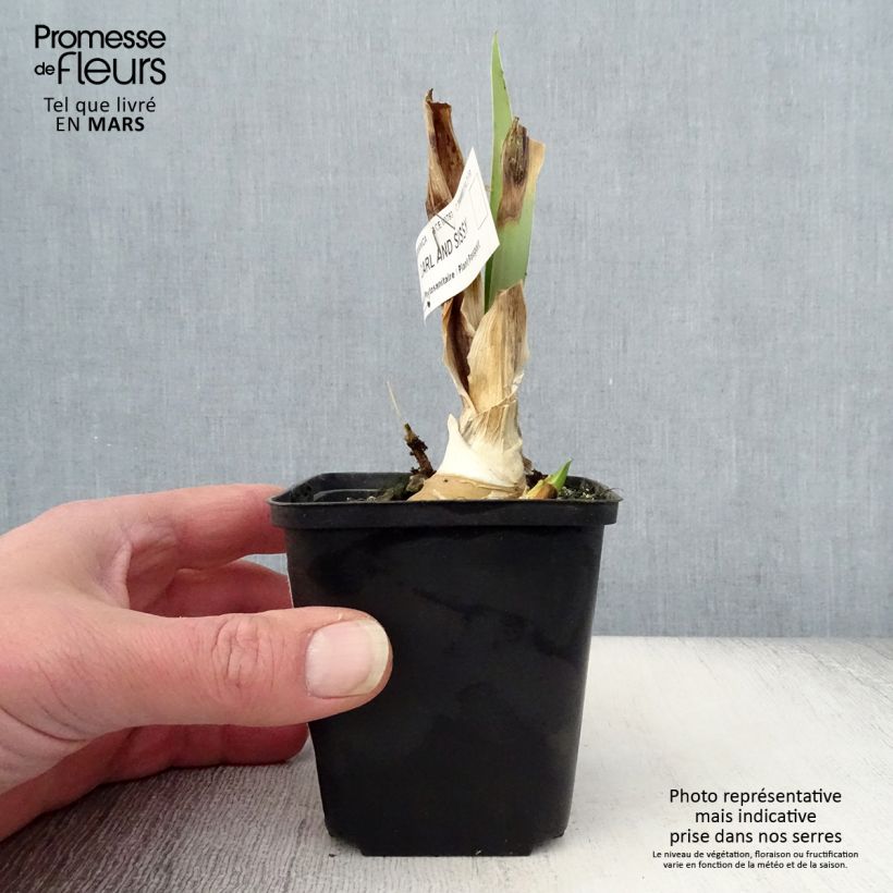 Example of Iris germanica Carl and Sissy - Giaggiolo paonazzo Vasetto da 8/9 cm as you get in printemps