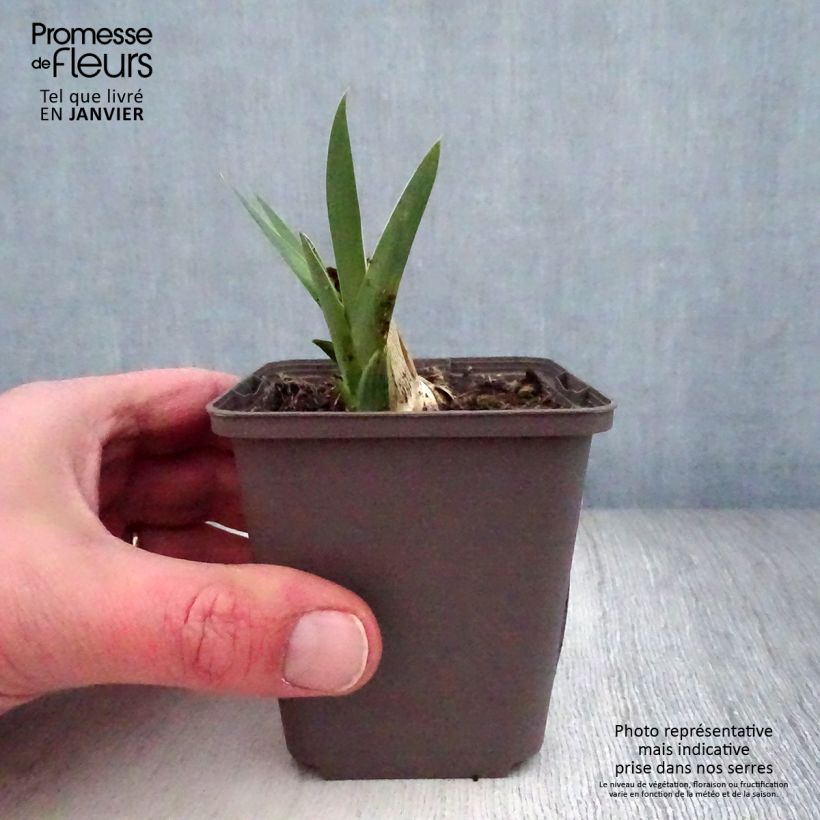 Iris germanica Casque d'Or - Giaggiolo paonazzo Vasetto da 8/9 cm esemplare consegnato in inverno