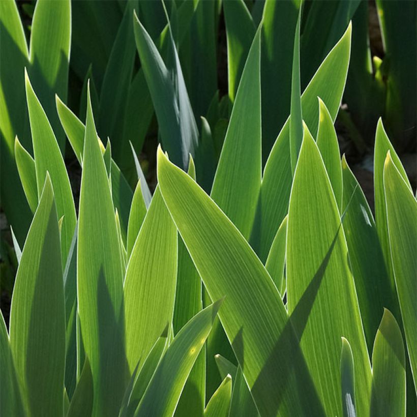 Iris germanica Cat's Eye - Giaggiolo paonazzo (Foliage)