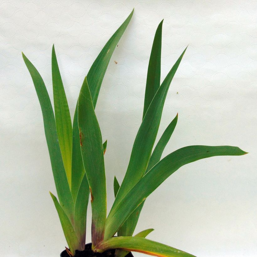 Iris germanica Champagne Frost - Giaggiolo paonazzo (Fogliame)