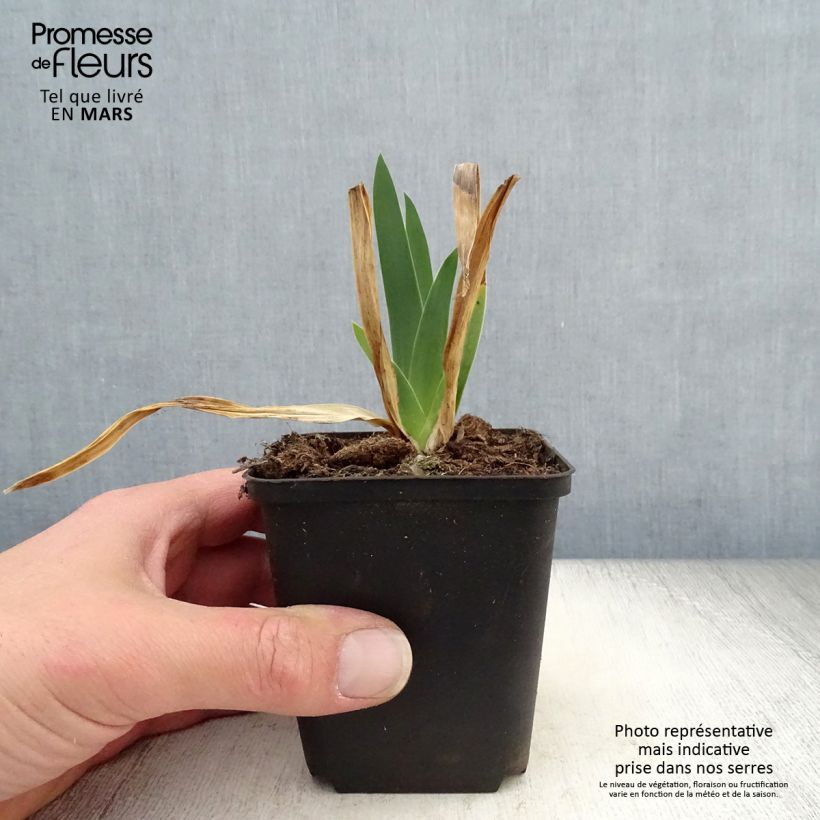 Iris germanica Chateau d Auvers Sur Oise - Giaggiolo paonazzo Vasetto da 8/9 cm esemplare consegnato in primavera