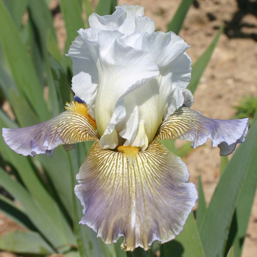 Iris germanica Ciel Gris sur Poilly - Giaggiolo paonazzo (Fioritura)