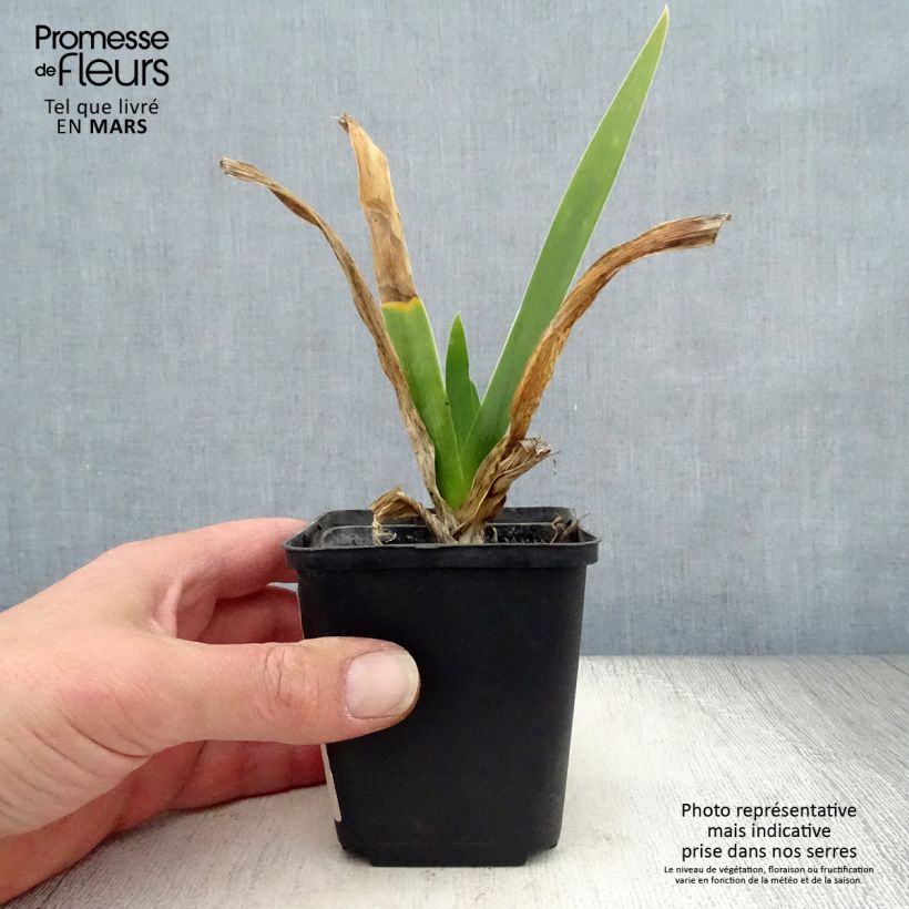 Iris germanica Cigarillo - Giaggiolo paonazzo Vasetto da 8/9 cm esemplare consegnato in primavera