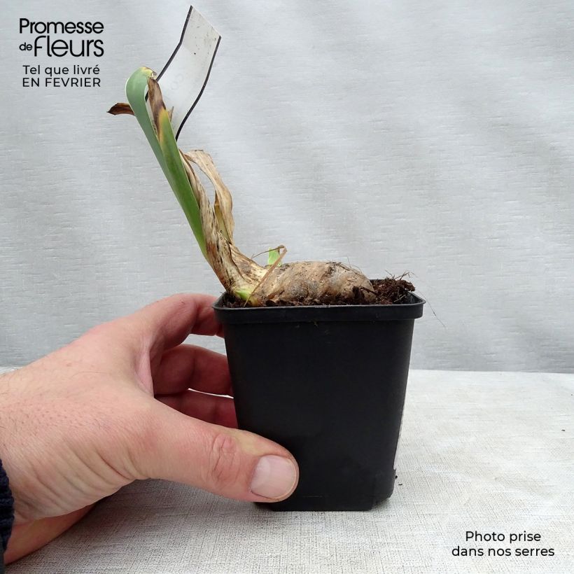 Iris germanica Coffee Whisper - Giaggiolo paonazzo Vasetto da 8/9 cm esemplare consegnato in inverno