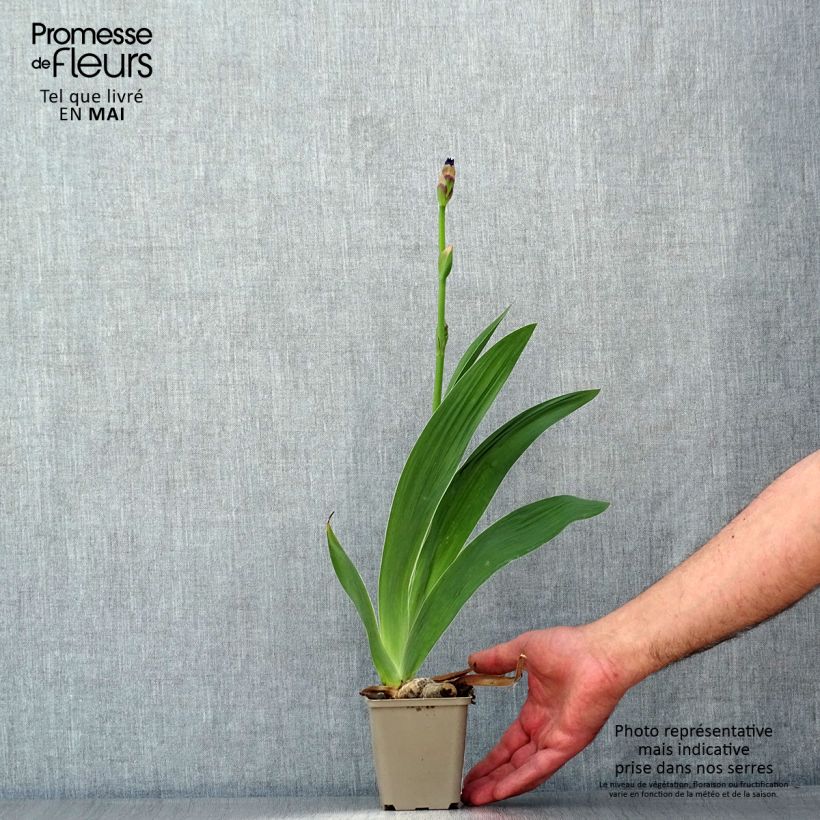 Example of Iris germanica Confiserie - Giaggiolo paonazzo Vasetto da 8/9 cm as you get in printemps